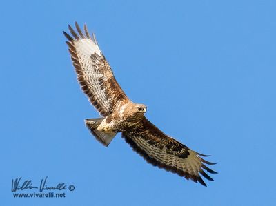 Poiana (Buteo buteo)