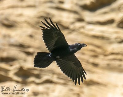 Corvo imperiale (Corvus corax)