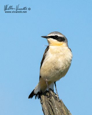 Culbianco (Oenanthe oenanthe)