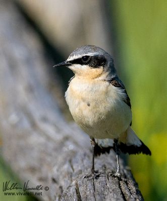 Culbianco (Oenanthe oenanthe)