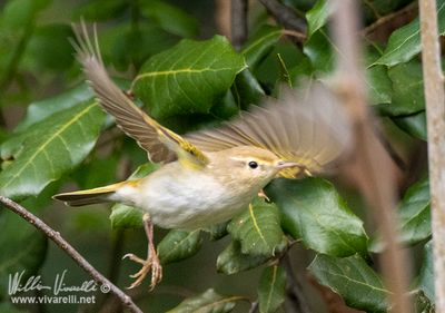 Lu bianco (Phylloscopus bonelli)
