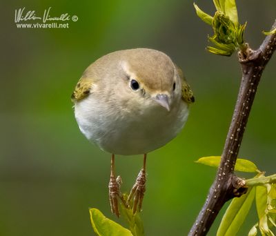 Lu bianco (Phylloscopus bonelli)