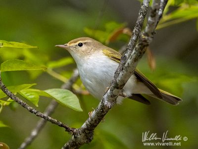 Lu bianco (Phylloscopus bonelli)