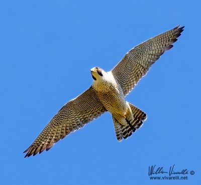 Falco pellegrino (Falco peregrinus)