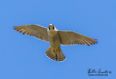 Falco pellegrino (Falco peregrinus)