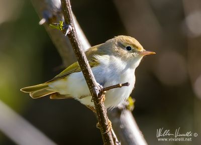 Lu bianco (Phylloscopus bonelli)