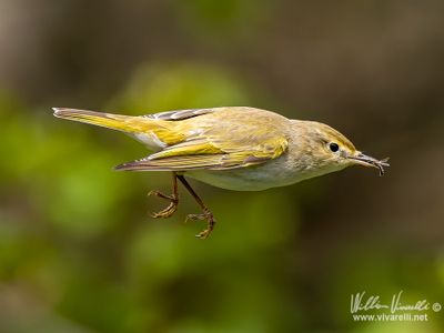 Lu bianco (Phylloscopus bonelli)