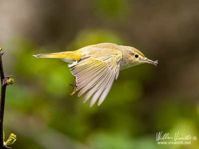 Lu bianco (Phylloscopus bonelli)