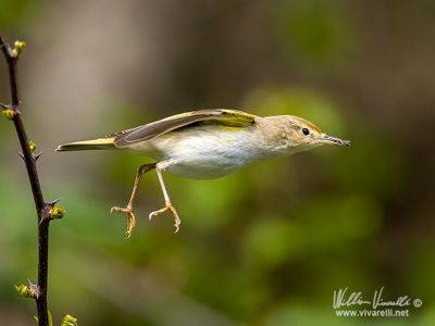 Lu bianco (Phylloscopus bonelli)