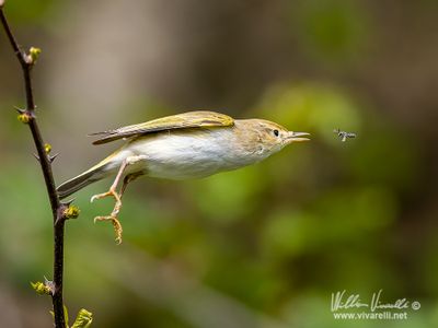 Lu bianco (Phylloscopus bonelli)