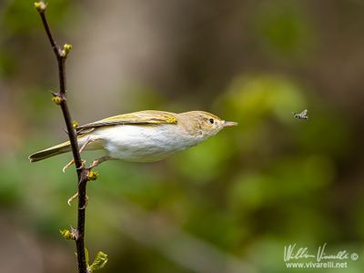 Lu bianco (Phylloscopus bonelli)