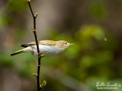 Lu bianco (Phylloscopus bonelli)
