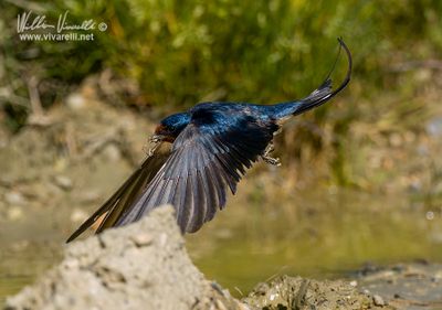 Rondine (Hirundo rustica)