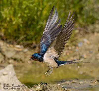 Rondine (Hirundo rustica)