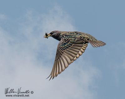 Storno (Sturnus vulgaris)