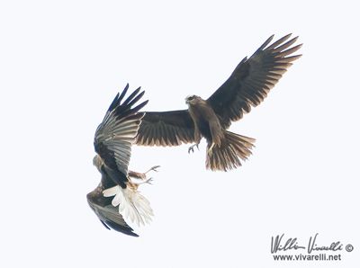 Falco di palude (Circus aeruginosus)
