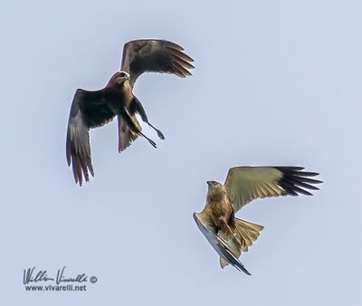 Falco di palude (Circus aeruginosus)