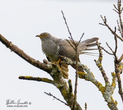 Cuculo (Cuculus canorus)