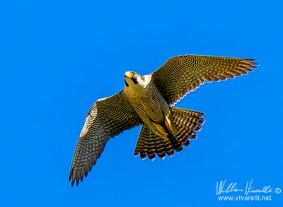 Falco pellegrino (Falco peregrinus)