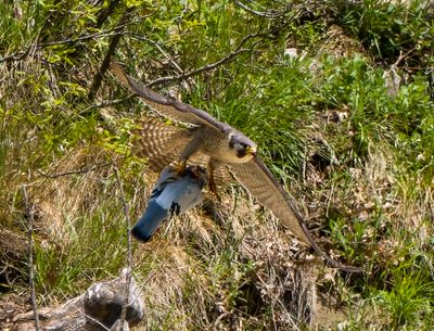 Falco pellegrino (Falco peregrinus)