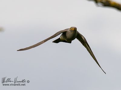 Cuculo (Cuculus canorus)