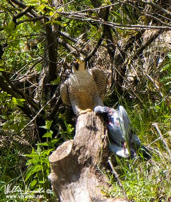 Falco pellegrino (Falco peregrinus)