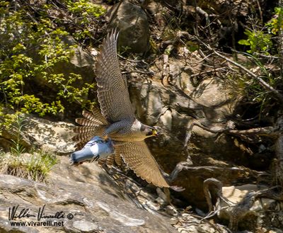 Falco pellegrino (Falco peregrinus)