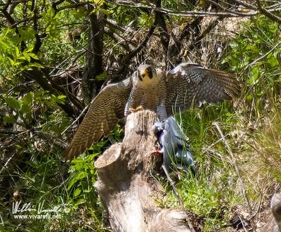 Falco pellegrino (Falco peregrinus)