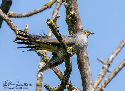 Cuculo (Cuculus canorus)