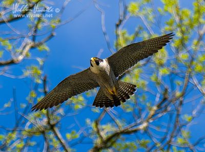 Falco pellegrino (Falco peregrinus)