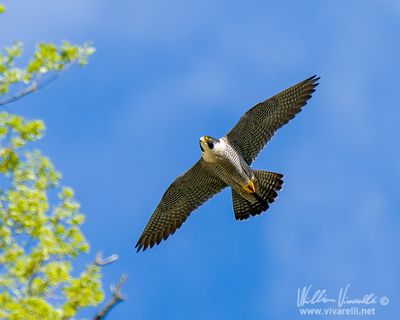 Falco pellegrino (Falco peregrinus)