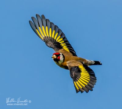 Cardellino (Carduelis carduelis)