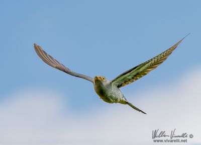 Cuculo (Cuculus canorus)