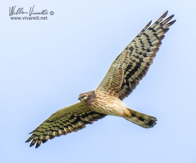 Albanella minore (Circus pygargus)