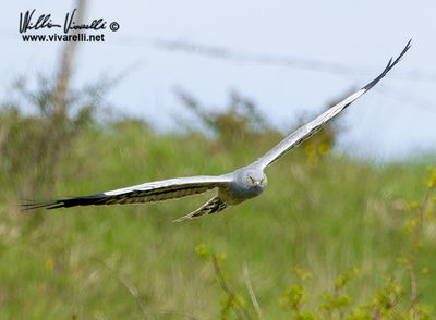 Albanella minore (Circus pygargus)
