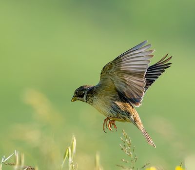Strillozzo (Emberiza calandra)