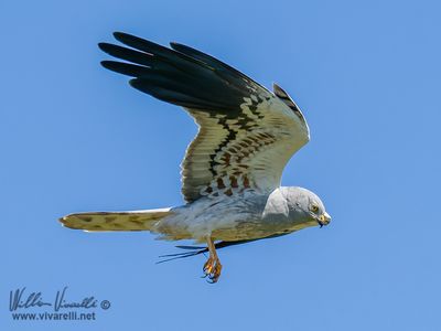 Albanella minore (Circus pygargus)