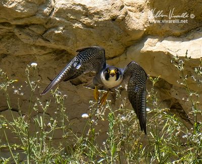 Falco pellegrino (Falco peregrinus)