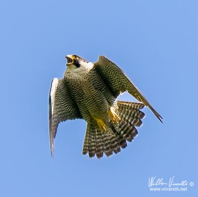 Falco pellegrino (Falco peregrinus)