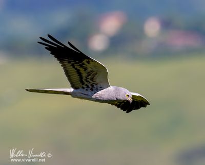 Albanella minore (Circus pygargus)