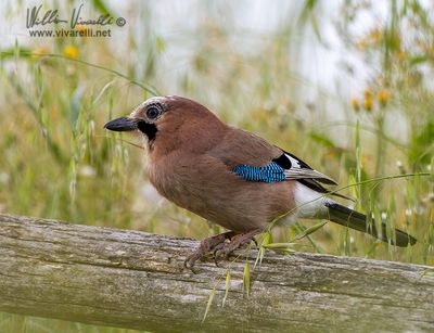Ghiandaia (Garrulus glandarius)
