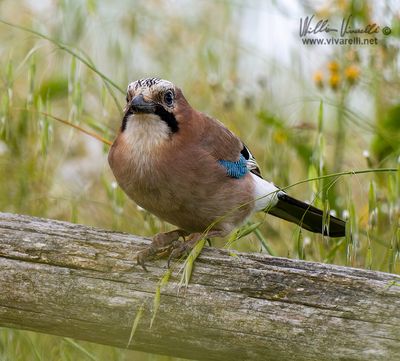 Ghiandaia (Garrulus glandarius)