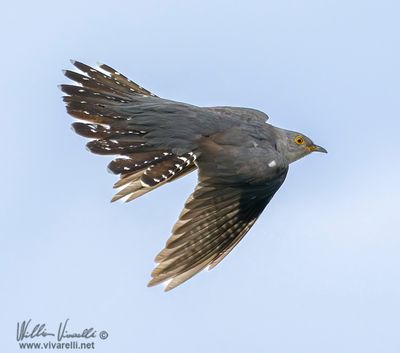 Cuculo (Cuculus canorus)