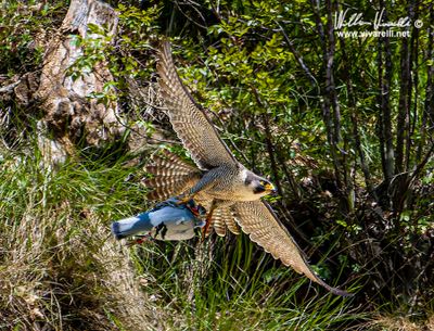 Falco pellegrino (Falco peregrinus)