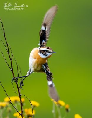 Stiaccino (Saxicola rubetra)