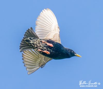 Storno (Sturnus vulgaris)