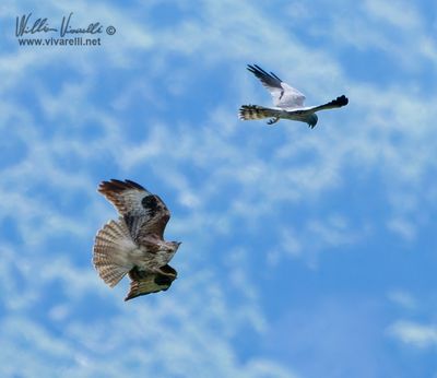Albanella minore vs Poiana