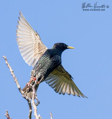 Storno (Sturnus vulgaris)