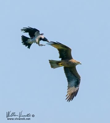 Falco di palude (Circus aeruginosus)