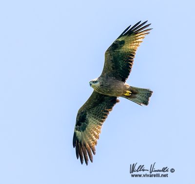 Falco di palude (Circus aeruginosus)